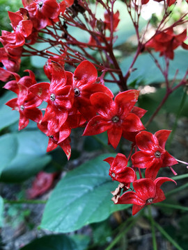 狀元紅網(wǎng)，揭秘4987精準(zhǔn)資料的秘密，狀元紅網(wǎng)揭秘，精準(zhǔn)資料4987背后的秘密