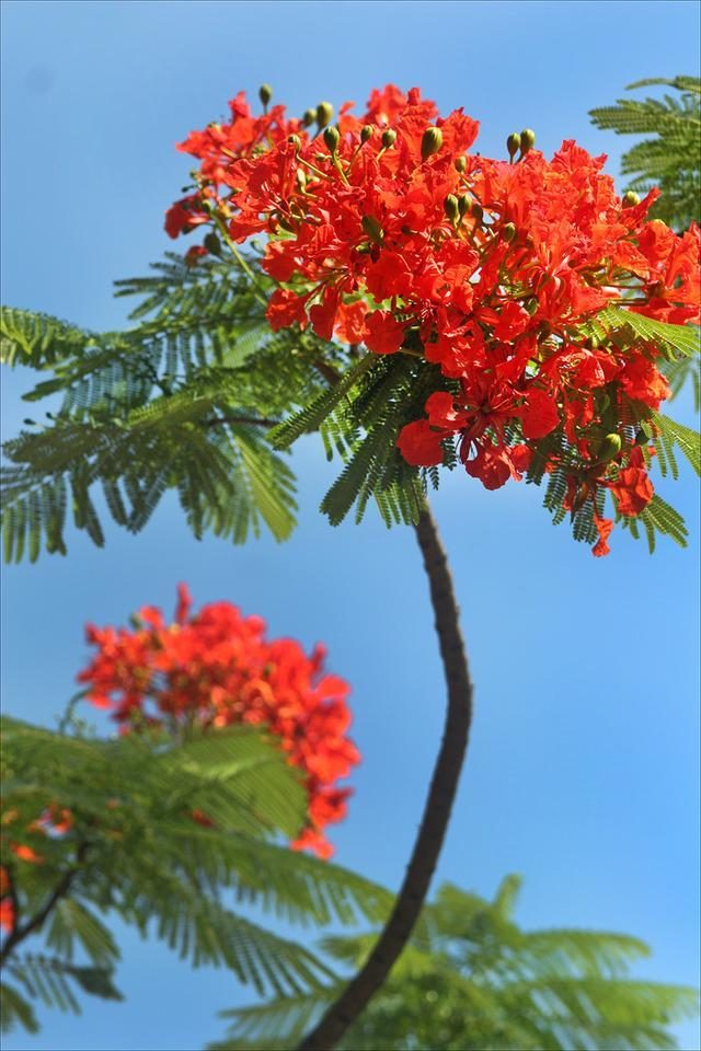 狀元紅，揭秘4987最準(zhǔn)最快的秘密武器，狀元紅，揭秘最準(zhǔn)最快的秘密武器 4987