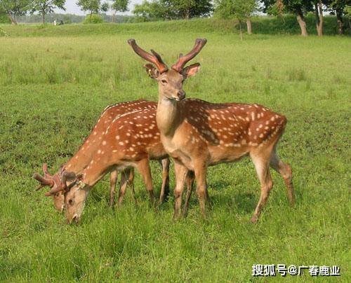 最新版本的6566cc澳彩資料大全介紹及特色功能解析，最新6566cc澳彩資料大全介紹與特色功能深度解析