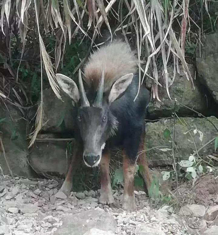 揭秘四不像一肖圖王中王身份之謎——探尋背后的神秘人物，揭秘四不像一肖圖王中王背后的神秘人物身份之謎
