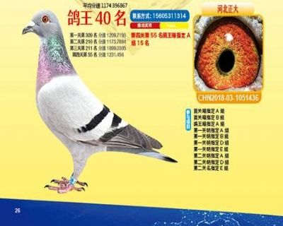 王中王四馬一肖，探尋背后的故事與奧秘，王中王四馬一肖，背后的故事與奧秘探尋