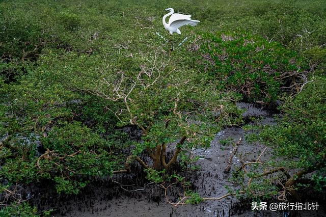 茂密森林中的王者——探尋王中王一肖的神秘魅力，森林王者揭秘，一肖的神秘魅力探尋