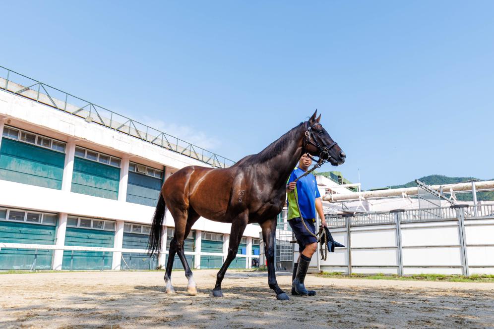香港賽馬，77777與88888的激情碰撞，香港賽馬盛宴，激情碰撞的77777與88888對決