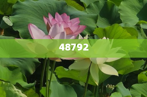 新奧彩免費(fèi)提供，探索最佳彩票體驗(yàn)之路，新奧彩免費(fèi)體驗(yàn)，探索最佳彩票之旅