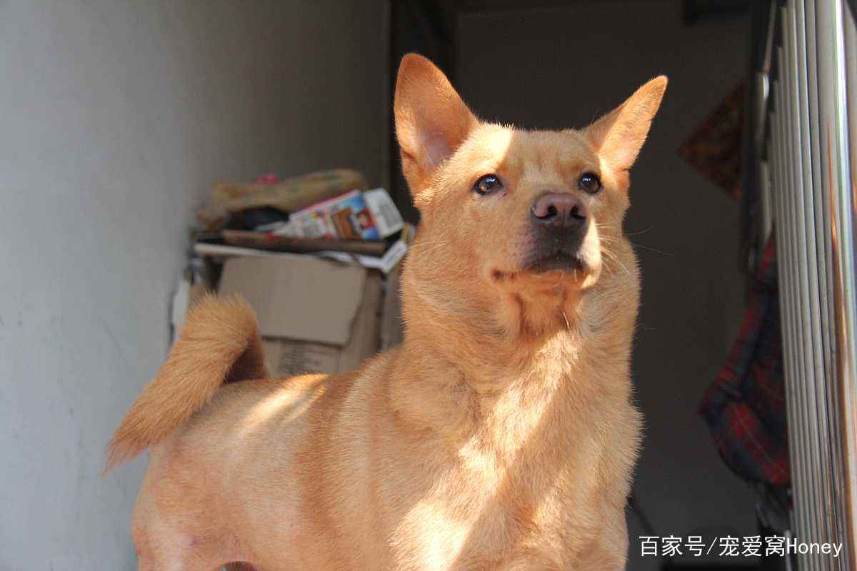 澳門一碼一肖一待一中四不像，探索神秘現(xiàn)象背后的真相，澳門神秘現(xiàn)象探索，一碼一肖一待一中四不像背后的真相
