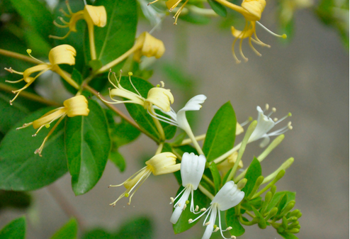 狀元紅97049精準(zhǔn)資料，深度解析與探索，狀元紅97049精準(zhǔn)資料深度解析與探索揭秘