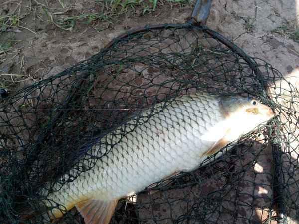 王中王中平碼一肖尾的秘密與SEO優(yōu)化策略探討，王中王中平碼一肖尾的秘密與SEO策略深度探討