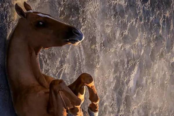 揭秘彩票背后的秘密，揭秘王中王四不像出一肖背后的奧秘，揭秘彩票王中王四不像出一肖背后的神秘秘密