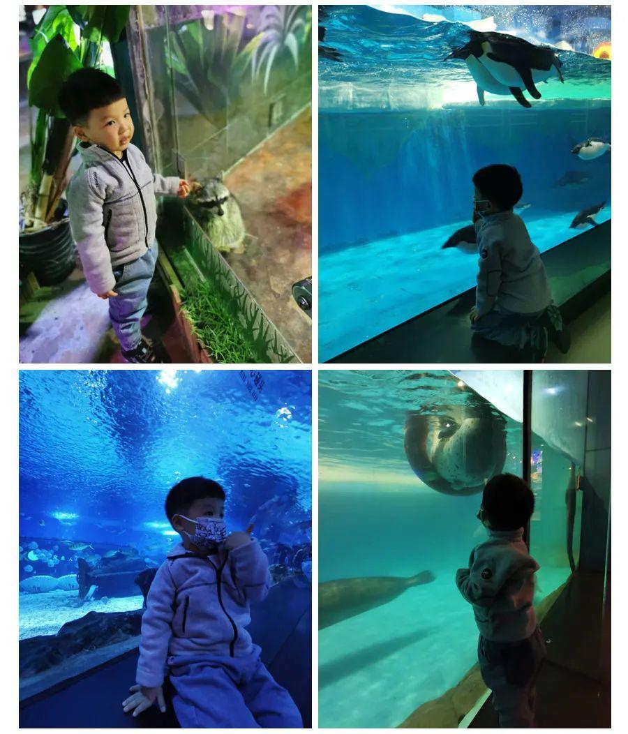 上海海洋館與海昌海洋館，哪個更值得一游？，上海海洋館與海昌海洋館，哪個更值得游覽？對比解析！