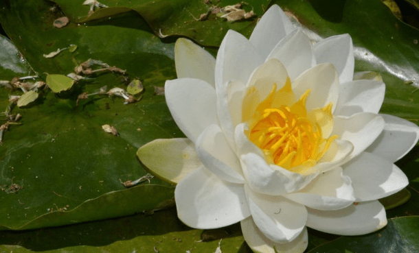 王中王493333www中特馬今晚開(kāi)獎(jiǎng)——探索彩票背后的秘密與策略，彩票背后的秘密與策略探索，王中王493333中特馬今晚開(kāi)獎(jiǎng)揭秘