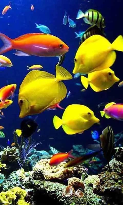 探索海底世界的奧秘，海底世界視頻的魅力與吸引力，探索海底世界的奧秘，神秘深海的魅力與吸引力視頻展示