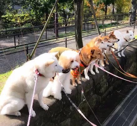 澳門一碼一肖一待一中四不像——揭開神秘面紗下的真相，澳門神秘事件揭秘，一碼一肖一待一中四不像真相探索