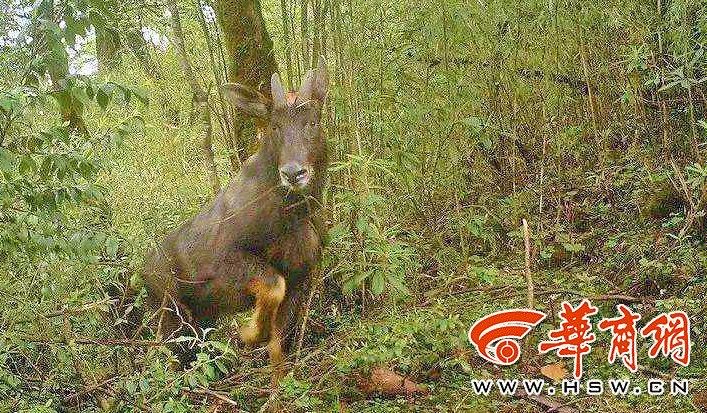 生肖魅力與獨特特征