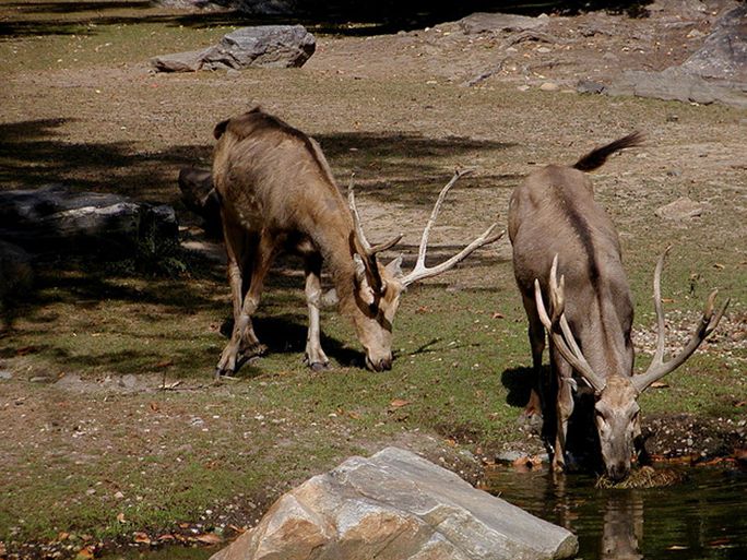 四不像，澳門獨特魅力的探索與解析，澳門獨特魅力的探索與解析，四不像的魅力之旅