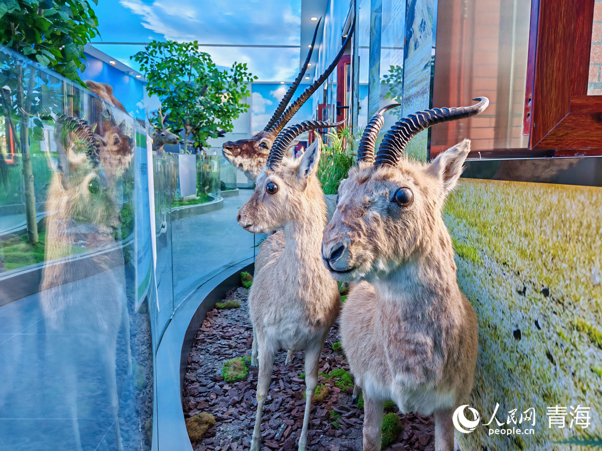王中王四不像圖必中一肖——揭秘彩票背后的秘密，揭秘彩票背后的秘密，王中王四不像圖必中一肖的真相探索