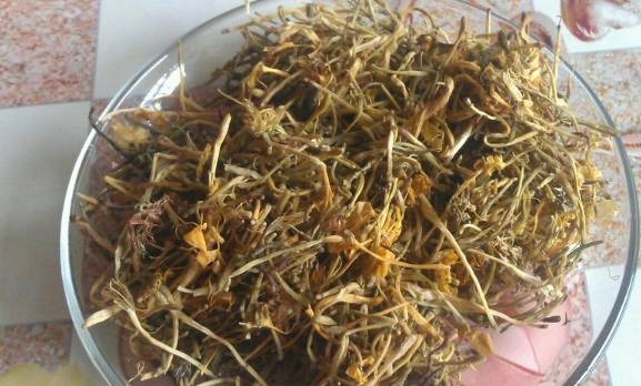 益母草與身體反應(yīng)，喝了三天益母草后排鮮血的奧秘，益母草與身體反應(yīng)，揭秘排鮮血背后的奧秘，三天益母草引發(fā)身體變化探究