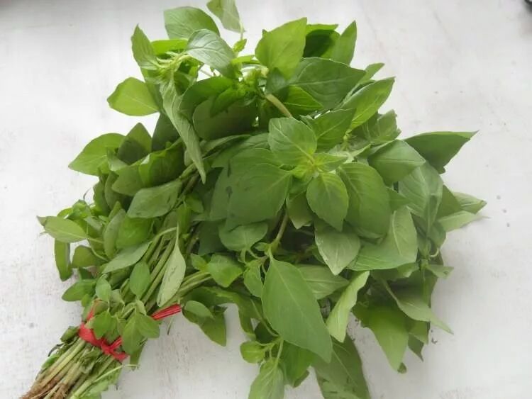 荊芥，一種神秘植物的探索與SEO優(yōu)化，荊芥，神秘植物的探索與SEO優(yōu)化揭秘