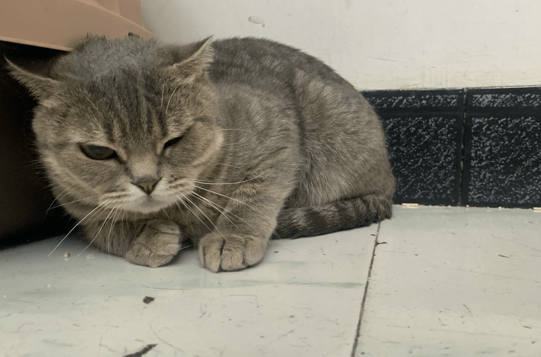 澳門一碼一肖一待一中四不像——揭開神秘面紗下的真相，澳門神秘事件揭秘，一碼一肖一待一中四不像真相探索