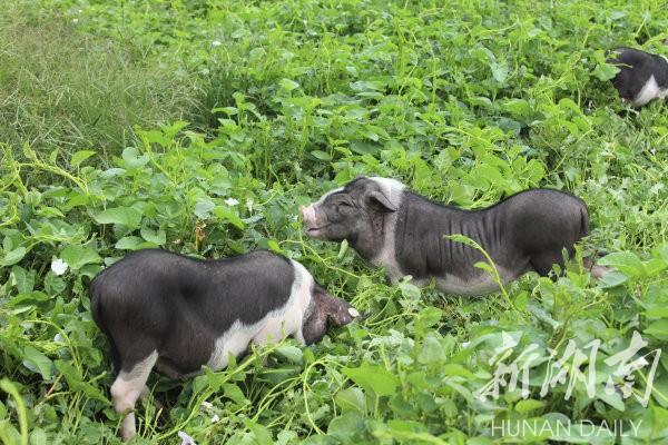 花豬王中王平特一肖，深度解析與SEO優(yōu)化策略，花豬王中王平特一肖，深度解析及SEO優(yōu)化策略探討