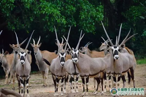 廣州長(zhǎng)隆野生動(dòng)物世界門(mén)票攻略，如何獲取最佳體驗(yàn)？，廣州長(zhǎng)隆野生動(dòng)物世界門(mén)票攻略，獲取最佳體驗(yàn)全指南！
