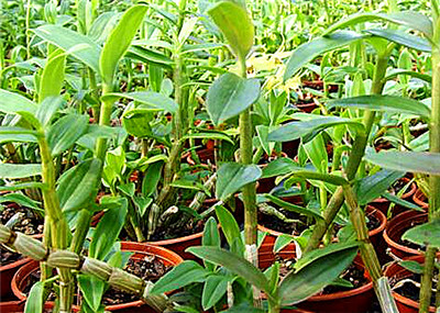 石斛價(jià)格，多少錢一斤？全面解析石斛價(jià)值，石斛價(jià)格與價(jià)值全面解析，多少錢一斤？