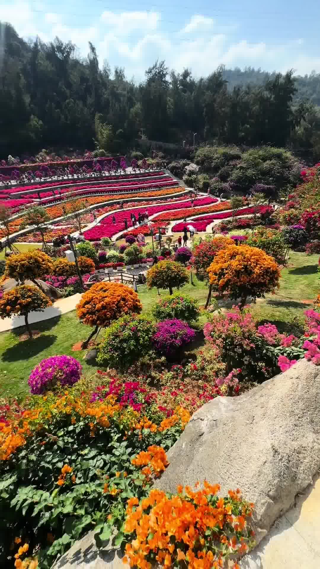 廈門植物園，自然之美的展示窗口，廈門植物園，自然之美的璀璨展示窗口